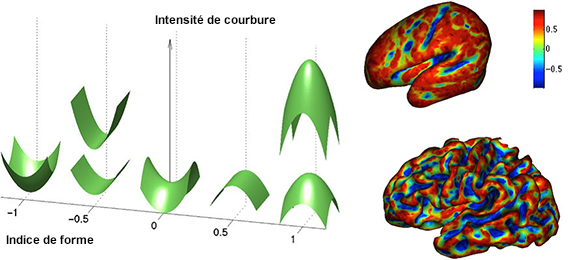 cerveaux courbures